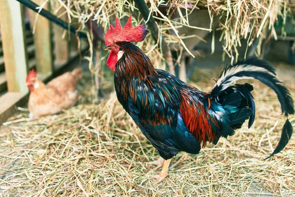 Adorabile Gallo Presso Fattoria — Foto Stock