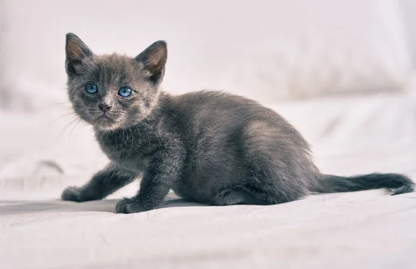 Очаровательная Серая Кошка Лежит Кровати — стоковое фото