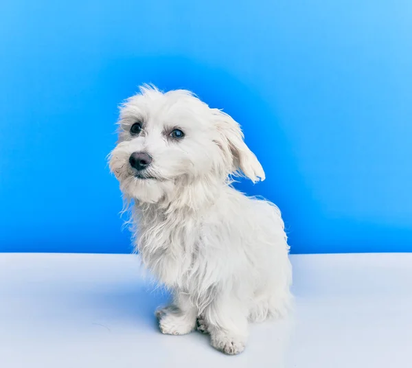 Schattige Hond Geïsoleerde Blauwe Achtergrond — Stockfoto