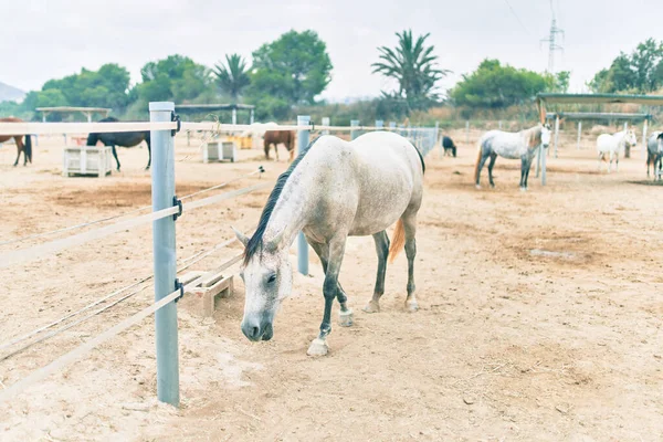 Liebenswertes Pferd Auf Dem Bauernhof — Stockfoto