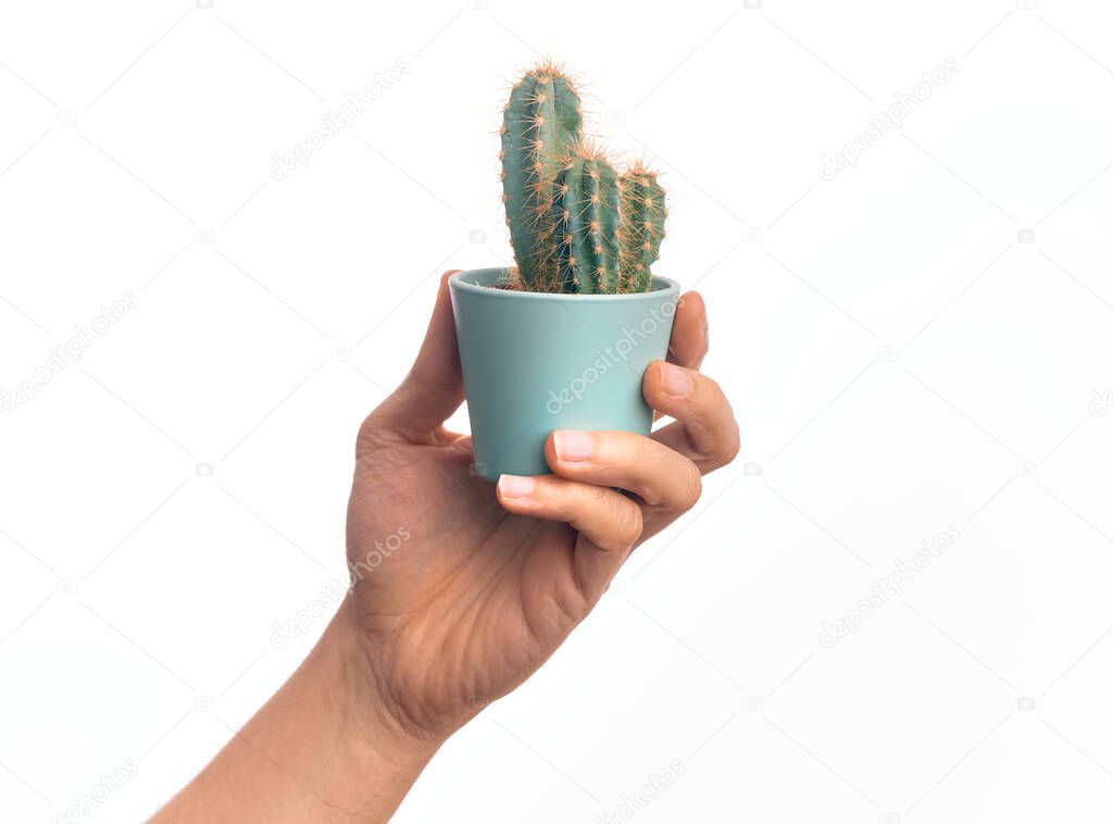Hand of caucasian young man holding small cactus pot over isolated white background