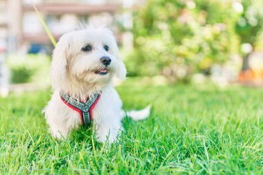 Parktaki sevimli beyaz köpek..