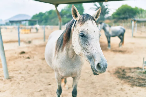 Αξιολάτρευτο Άλογο Στη Φάρμα — Φωτογραφία Αρχείου