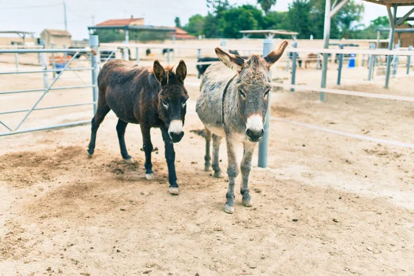 Grupo Burros Caminando Granja — Foto de Stock