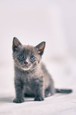 Tatlı gri kedi yatakta dinleniyor..