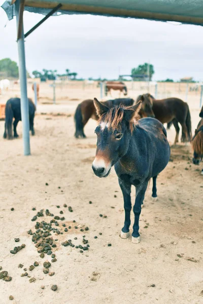 Прекрасные Пони Гуляющие Ферме — стоковое фото