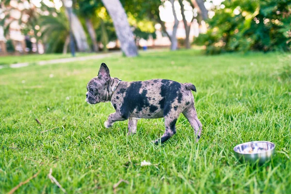 Hermoso Cachorro Manchado Bulldog Francés Feliz Parque Aire Libre —  Fotos de Stock