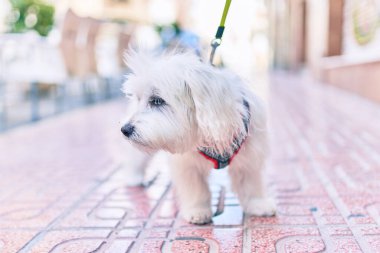Şehrin caddesinde sevimli beyaz köpek.