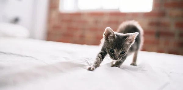 Mooi Schattig Harig Grijs Klein Katje Spelen Het Bed Een — Stockfoto