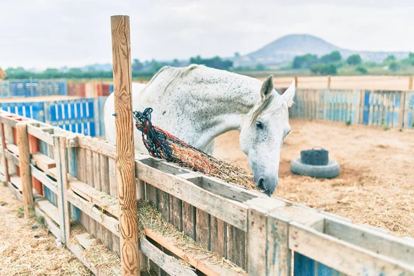 Liebenswertes Pferd Auf Dem Bauernhof — Stockfoto