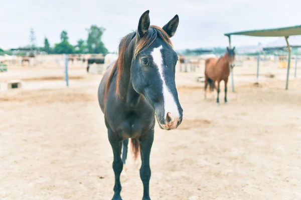 農場での愛らしい馬 — ストック写真