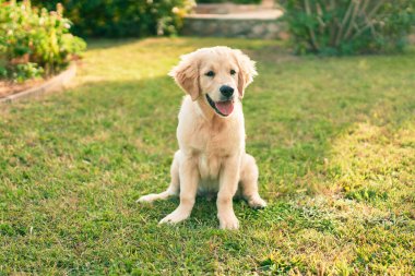 Güzel ve sevimli Golden Retriever köpek yavrusu parkta yeşil çimlerin üzerinde oturmuş eğleniyor. Güzel labrador safkan köpek.
