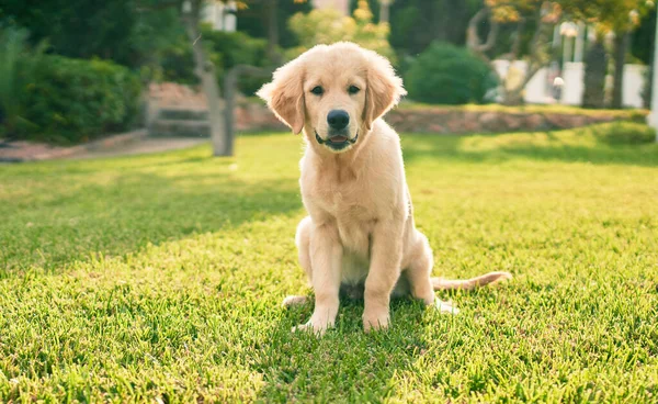 Güzel ve sevimli Golden Retriever köpek yavrusu parkta yeşil çimlerin üzerinde oturmuş eğleniyor. Güzel labrador safkan köpek.