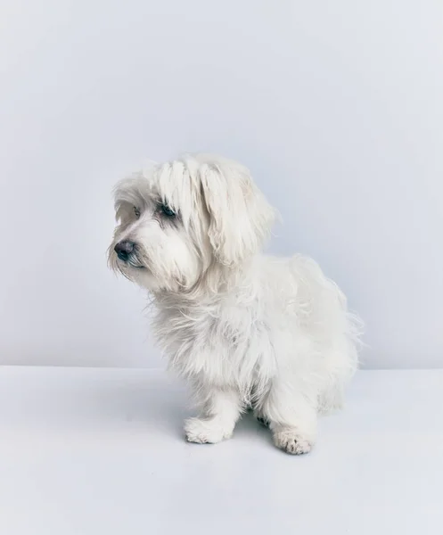 Cão Adorável Sobre Fundo Branco Isolado — Fotografia de Stock