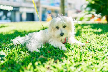 Parktaki sevimli beyaz köpek..