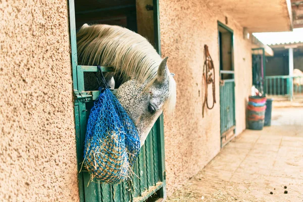 Αξιολάτρευτο Άλογο Στον Αχυρώνα — Φωτογραφία Αρχείου