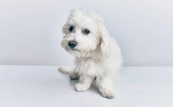 Adorable Perro Sobre Fondo Blanco Aislado — Foto de Stock