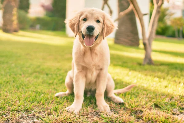 Hermoso Lindo Perro Cachorro Golden Retriever Divertirse Parque Sentado Hierba —  Fotos de Stock