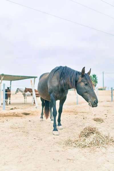 Liebenswertes Pferd Auf Dem Bauernhof — Stockfoto