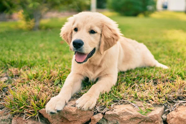 Hermoso Lindo Perro Cachorro Golden Retriever Divertirse Parque Sentado Hierba —  Fotos de Stock