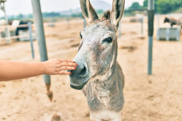 Hand Einer Frau Berührt Esel Auf Bauernhof — Stockfoto