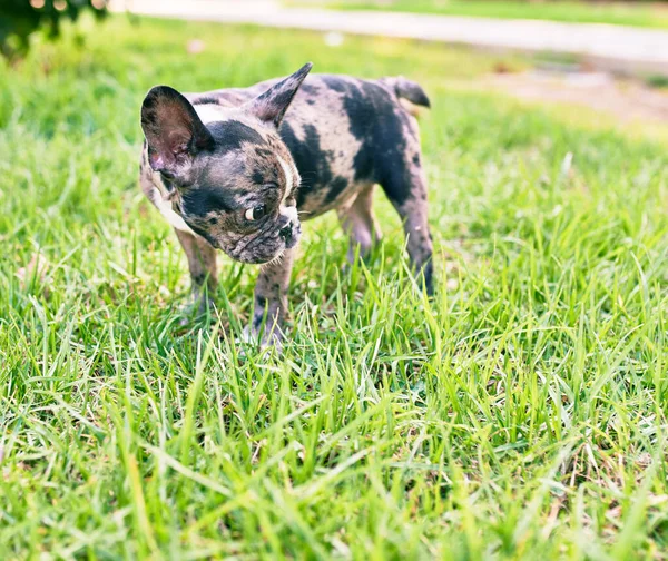 Beautiful puppy spotted french bulldog happy at the park outdoors