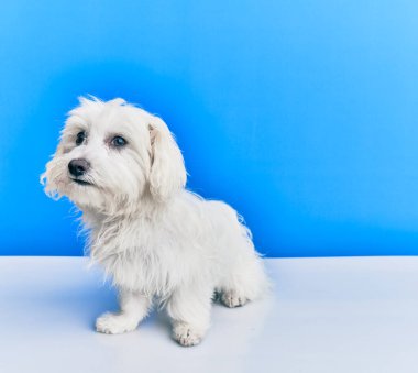 Mavi arka planda sevimli bir köpek..