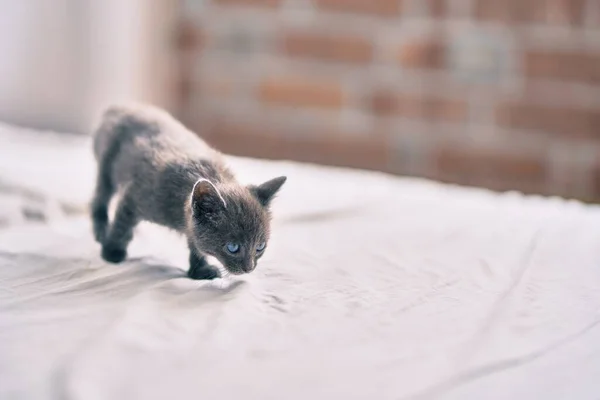 Schattige Grijze Kat Loopt Aan Het Bed — Stockfoto