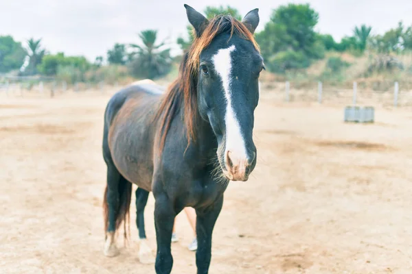 農場での愛らしい馬 — ストック写真