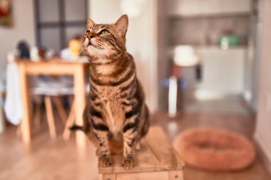 Evdeki sevimli kedi.