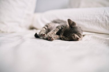 Güzel ve sevimli tüylü küçük gri kedicik güneşli bir günde yatakta kestiriyor.