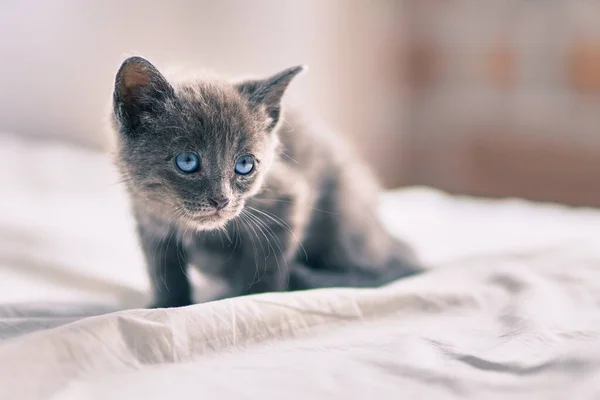 Bedårande Grå Katt Avkopplande Vid Sängen — Stockfoto