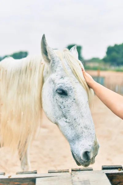 Mão Mulher Tocando Cavalo Adorável Fazenda — Fotografia de Stock