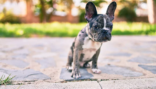 美丽的小狗斑点法国斗牛犬快乐的在公园外 — 图库照片
