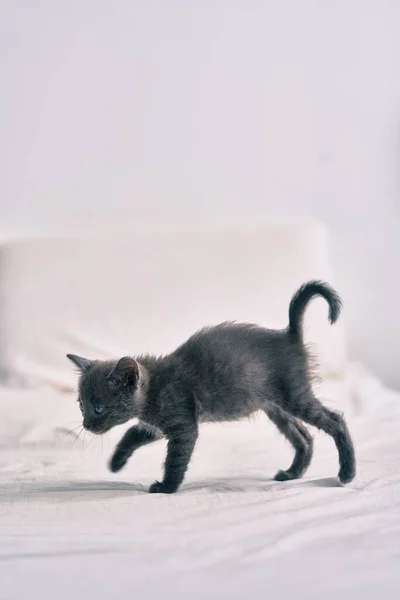 Schattige Grijze Kat Loopt Aan Het Bed — Stockfoto