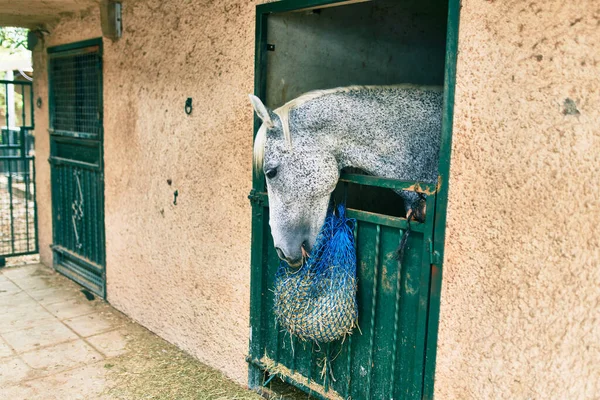 Liebenswertes Pferd Stall — Stockfoto
