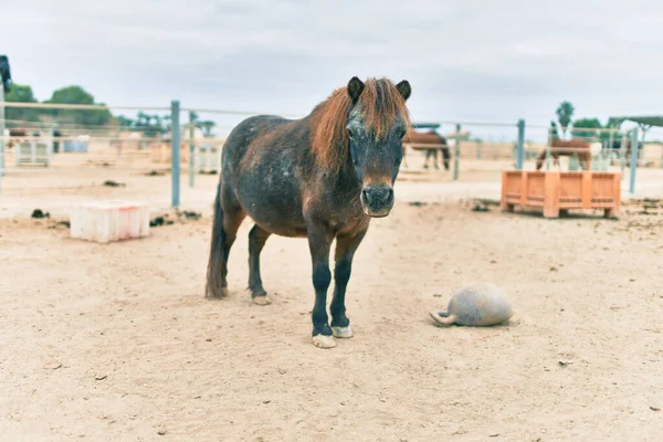 Entzückende Ponys Auf Dem Bauernhof — Stockfoto