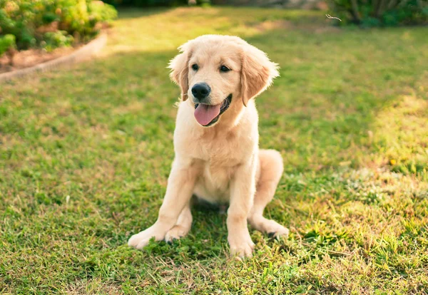 Hermoso Lindo Perro Cachorro Golden Retriever Divertirse Parque Sentado Hierba —  Fotos de Stock