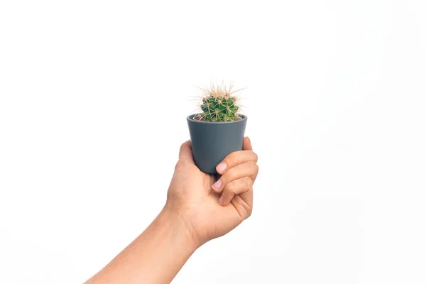 Hand Caucasian Young Man Holding Small Cactus Pot Isolated White — Stock Photo, Image