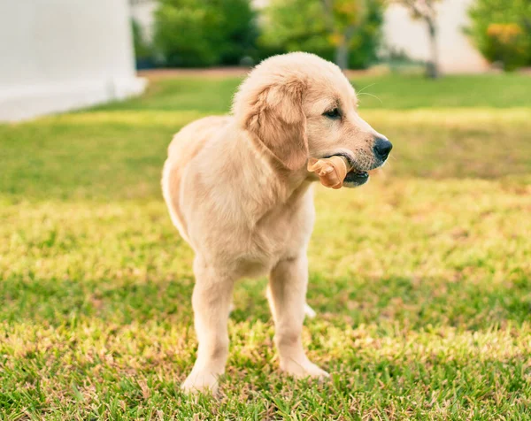 Mooie Schattige Golden Retriever Puppy Hond Die Plezier Heeft Het — Stockfoto