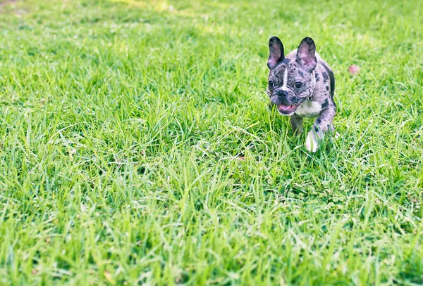 Hermoso Cachorro Manchado Bulldog Francés Feliz Parque Aire Libre — Foto de Stock