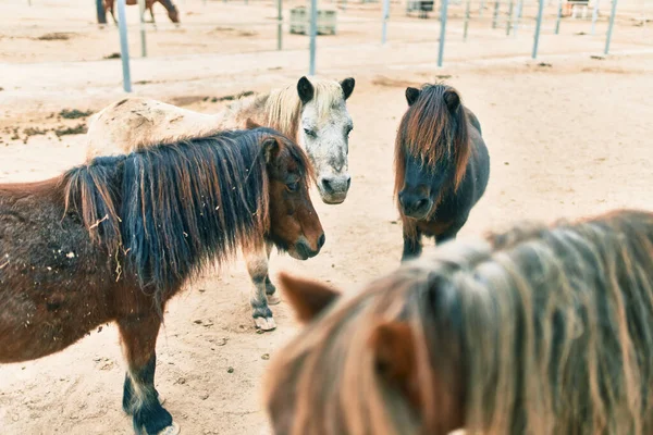 Entzückende Ponys Auf Dem Bauernhof — Stockfoto