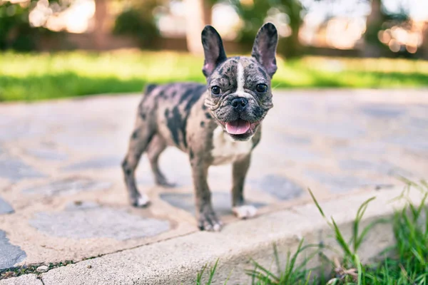 Vacker Valp Fläckig Fransk Bulldogg Glad Parken Utomhus — Stockfoto