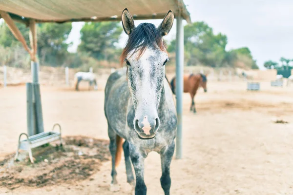 Liebenswertes Pferd Auf Dem Bauernhof — Stockfoto