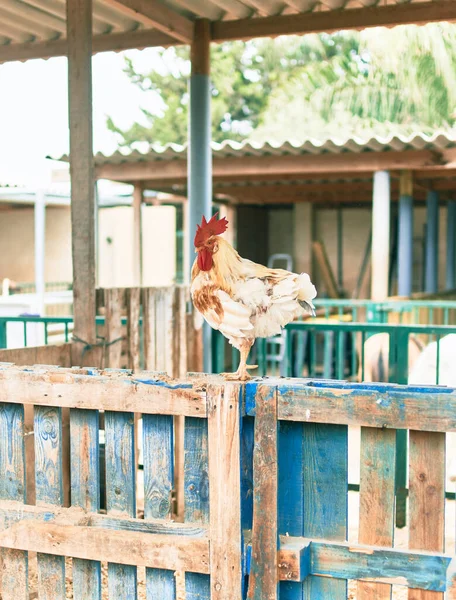 Adorabile Gallo Presso Fattoria — Foto Stock