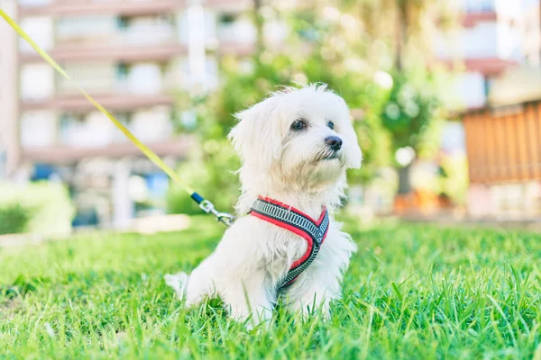 Parktaki sevimli beyaz köpek..