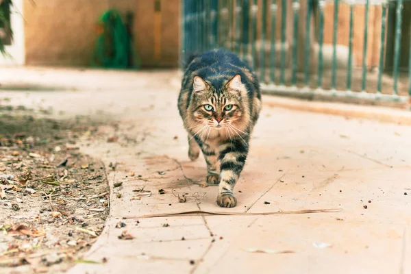 Parkta Yürüyen Sevimli Kedi — Stok fotoğraf