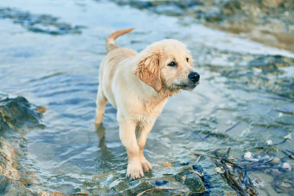 Vacker Och Söt Golden Retriever Valp Hund Som Har Roligt — Stockfoto