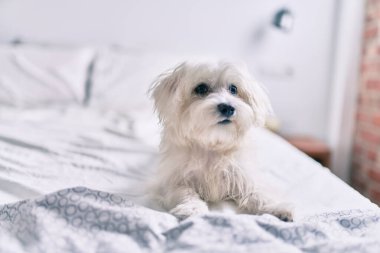 Yatakta sevimli beyaz köpek.