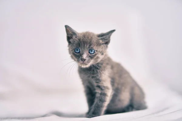 Rozkošná Šedá Kočka Odpočívající Posteli — Stock fotografie